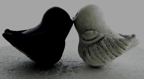 interrcialbirds